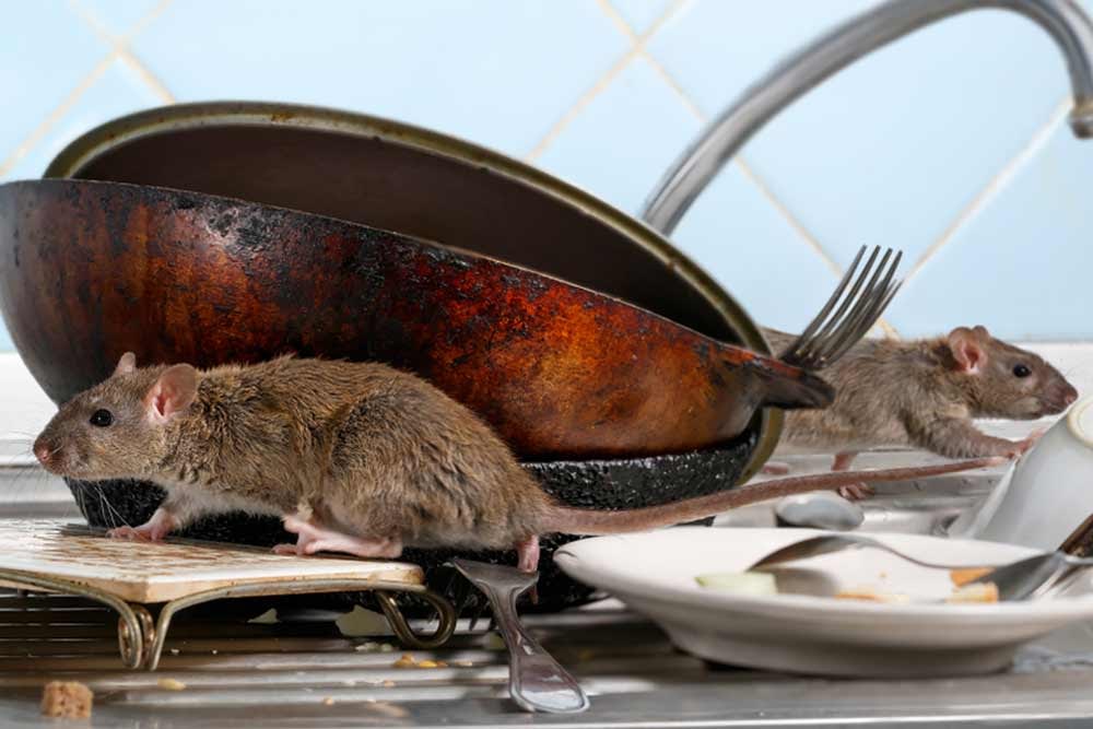 Rodent Control Sydney Rat Mouse Exterminator Pestworks